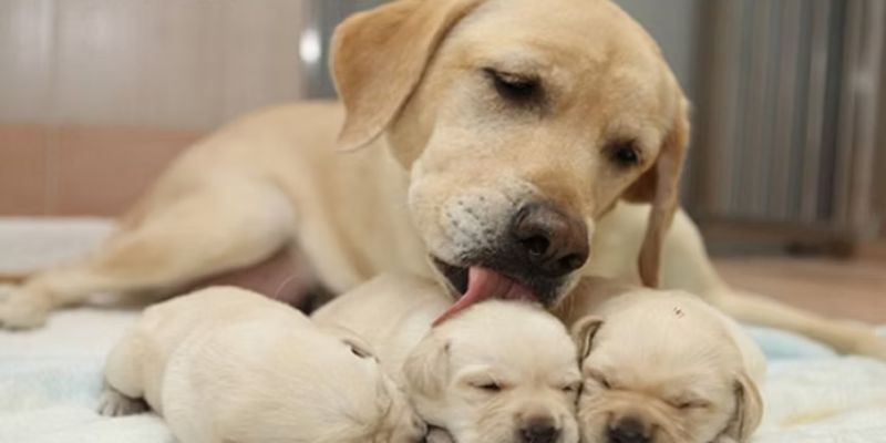 Chó Vào Nhà Đánh Con Gì? Đánh Con Gì Để Trúng Lớn?