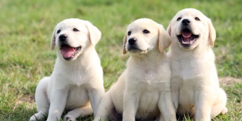 Khái quát đôi nét cơ bản về hiện tượng chó vào nhà