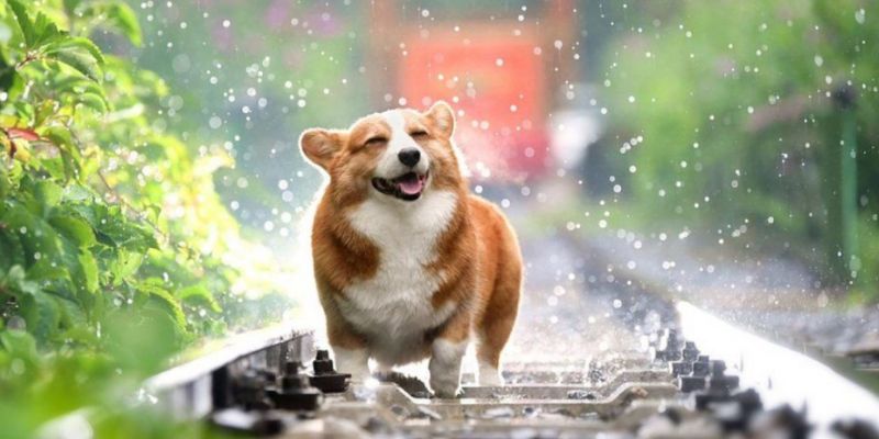 Lưu ý quan trọng khi thấy chó vào nhà đánh số