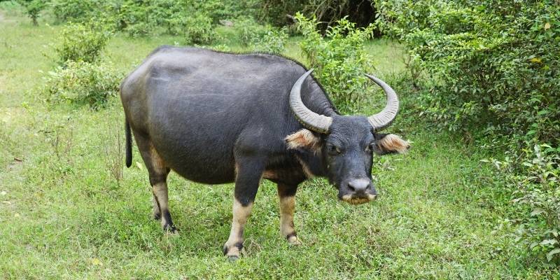 Mơ Thấy Trâu Đánh Con Gì? Luận Giải Ý Nghĩa Từng Con Số
