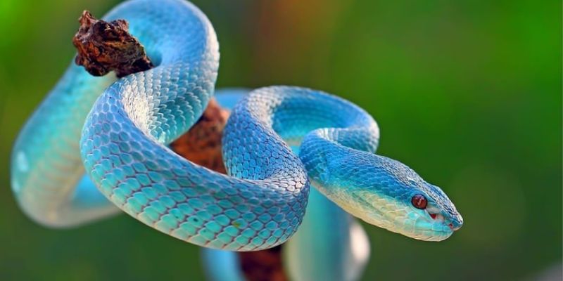 Một vài điểm cần lưu ý khi đánh lô đề khi thấy rắn